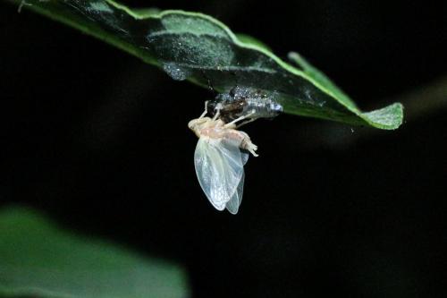 Réf. 206 437 : Aphrophora sp.